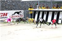 Greyhound_Race_A_BK__Greyhound_Park_Motol_Prague_IMG_4187.jpg