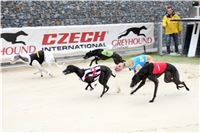 Greyhound_Race_B_BK_Greyhound_Park_Motol_Prague_IMG_4131.jpg