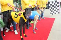 Absolut_Greyhound_cup_Greyhound_Park_Motol_IMG_4925.jpg