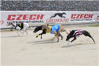 Absolut_Greyhound_cup_Greyhound_Park_Motol_IMG_4935.JPG