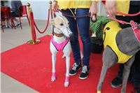 Greyhound_For_Kids_Park_Motol_Praha_IMG_5404.JPG