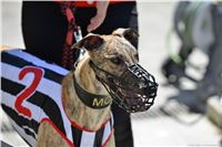 Red_Mills_Cup_2014_Greyhound_Park_Motol_CGDF_dostihy_chrtu_2140607_115_SQ.jpg