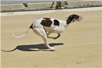 Red_Mills_Cup_2014_Greyhound_Park_Motol_CGDF_dostihy_chrtu_2140607_169_SQ.jpg