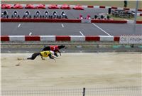 Grand_Prix_Greyhound_Park_Motol_Prague_IMG_5613.JPG