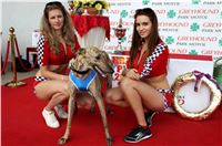 Grand_Prix_Greyhound_Park_Motol_Prague_IMG_5764.JPG