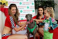 Grand_Prix_Greyhound_Park_Motol_Prague_IMG_5800.JPG