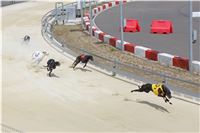 Grand_Prix_Greyhound_Park_Motol_Prague_IMG_5847.JPG