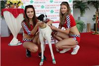 Grand_Prix_Greyhound_Park_Motol_Prague_IMG_5975.JPG