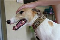 Holiday_Greyhound_Park_IMG_7305.JPG