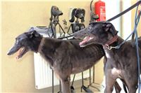 Holiday_Greyhound_Park_IMG_7327.JPG