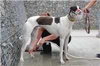 Holiday_Greyhound_Park_IMG_7360.JPG