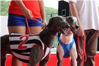 Holiday_Greyhound_Park_IMG_7383.JPG