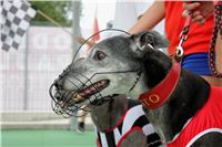 Holiday_Greyhound_Park_IMG_7390.JPG