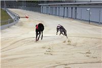 Holiday_Greyhound_Park_IMG_7398.JPG