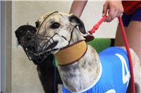 Holiday_Greyhound_Park_IMG_7403.JPG