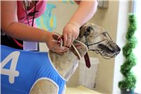 Holiday_Greyhound_Park_IMG_7407.JPG