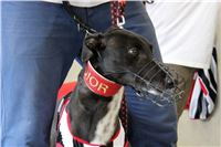 Holiday_Greyhound_Park_IMG_7418.JPG