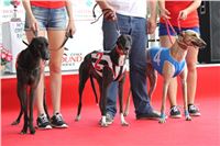 Holiday_Greyhound_Park_IMG_7435.JPG