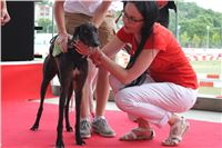 Holiday_Greyhound_Park_IMG_7439.JPG