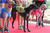 Holiday_Greyhound_Park_IMG_7440.JPG