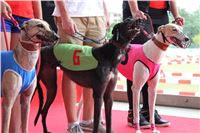 Holiday_Greyhound_Park_IMG_7445.JPG