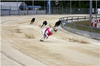 Holiday_Greyhound_Park_IMG_7461.JPG