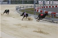 Holiday_Greyhound_Park_IMG_7463.JPG