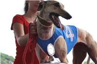 Holiday_Greyhound_Park_IMG_7482-v.JPG