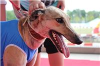 Holiday_Greyhound_Park_IMG_7485.JPG