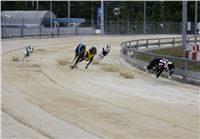 Holiday_Greyhound_Park_IMG_7520.JPG