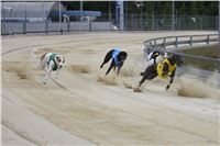 Holiday_Greyhound_Park_IMG_7521.JPG