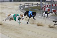 Holiday_Greyhound_Park_IMG_7522.JPG