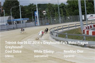 Chrti_trenink_Greyhound_Park_Motol_CGDF_IMG_7588.jpg