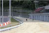 Chrti_trenink_Greyhound_Park_Motol_CGDF_IMG_7594.JPG