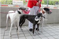 Chrti_trenink_Greyhound_Park_Motol_CGDF_IMG_7604.JPG