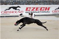 Chrti_trenink_Greyhound_Park_Motol_CGDF_IMG_7608.JPG