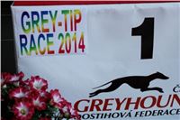 2. dostihy_chrtu_Grey-TiP_Greyhound_Park_Motol_IMG_8209.JPG