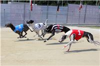 dostihy_chrtu_Grey-TiP_Greyhound_Park_Motol_IMG_8227.JPG