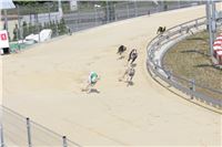 dostihy_chrtu_Grey-TiP_Greyhound_Park_Motol_IMG_8303.JPG