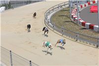 dostihy_chrtu_Grey-TiP_Greyhound_Park_Motol_IMG_8305.JPG