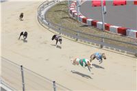 dostihy_chrtu_Grey-TiP_Greyhound_Park_Motol_IMG_8306.JPG