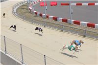 dostihy_chrtu_Grey-TiP_Greyhound_Park_Motol_IMG_8307.JPG