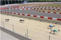 dostihy_chrtu_Grey-TiP_Greyhound_Park_Motol_IMG_8309.JPG