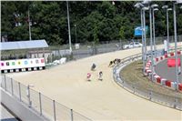 dostihy_chrtu_Grey-TiP_Greyhound_Park_Motol_IMG_8422.JPG