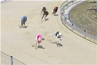 dostihy_chrtu_Grey-TiP_Greyhound_Park_Motol_IMG_8424.JPG