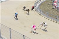 dostihy_chrtu_Grey-TiP_Greyhound_Park_Motol_IMG_8425.JPG