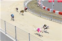 dostihy_chrtu_Grey-TiP_Greyhound_Park_Motol_IMG_8426.JPG