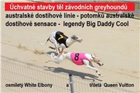 dostihy_chrtu_Grey-TiP_Greyhound_Park_Motol_IMG_8428_2.JPG