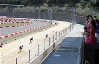 dostihy_chrtu_Grey-TiP_Greyhound_Park_Motol_IMG_8436.JPG