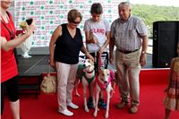 dostihy_chrtu_Grey-TiP_Greyhound_Park_Motol_IMG_8480.JPG